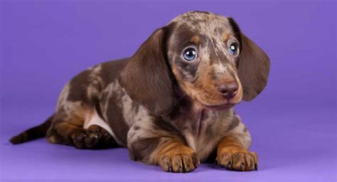 What Is A Miniature Dachshund Dapple at Charles Roche blog