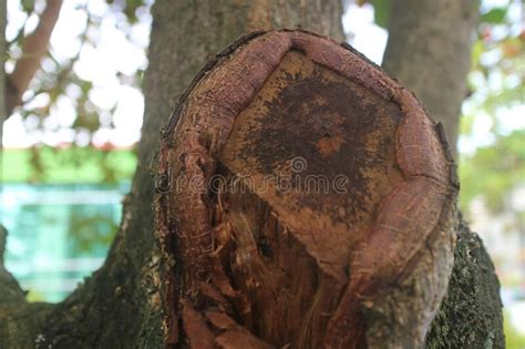 The Former Ketapang Tree Trunk Stock Image - Image of almond, ketapang ...