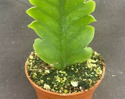 Rhipsalis Crispimarginata Aka. Rhipsalis Oblonga, Rooted Plant Shipped ...