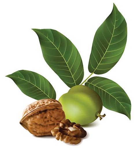 Walnut Tree Illustrations, Royalty-Free Vector Graphics & Clip Art - iStock