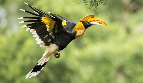 Great hornbill facts, distribution & population | BioDB