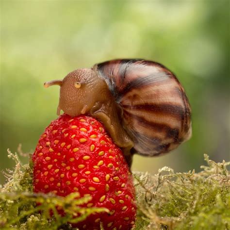 What Do Snails Eat? Plus A List Of Beautiful Snail Resistant Plants