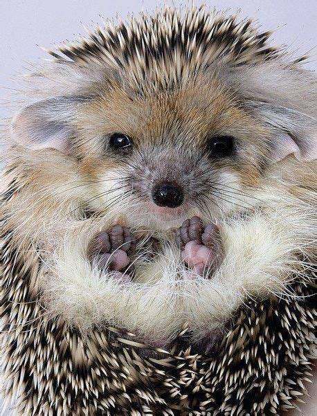 Look at those little hedgehog feet! - Superb Nature | Cute animals, Animals, Animals beautiful