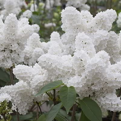 10 Lilac Seeds White Lilac Tree Seeds Very Fragrant Foilage 10 SEEDS ...