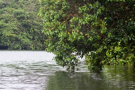 Cuero y Salado Wildlife Refuge, Honduras