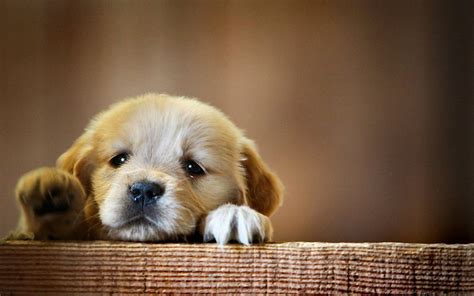 Cute Baby Dog Wallpaper (73+ images)