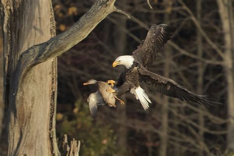 Bald Eagle with prey - FeederWatch