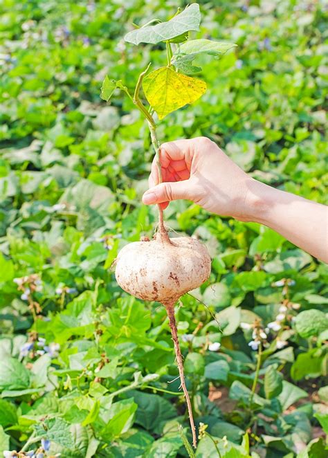 Jicama Plant (Pachyrhizus erosus) Rare Edible Root | Sow Exotic