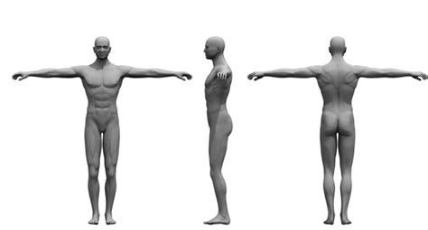 modelo 3d cuerpo humano modelo 3d - TurboSquid 1515632