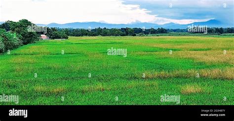 Beautiful scenery of rice green paddy field in Nueva Ecija, Philippines ...