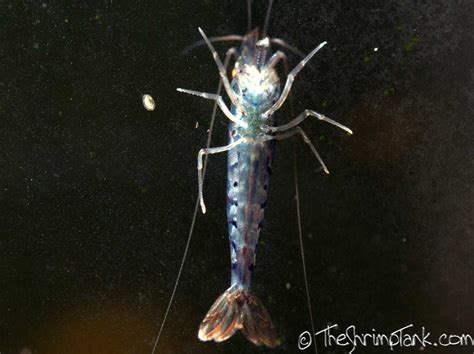 Blue Tiger Shrimp Aquarium | Blue Tiger Shrimp For Sale | Blue Tiger ...