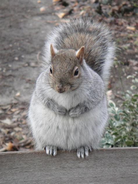 19 Fat Squirrels That Totally Over Ate This Winter | Pleated Jeans