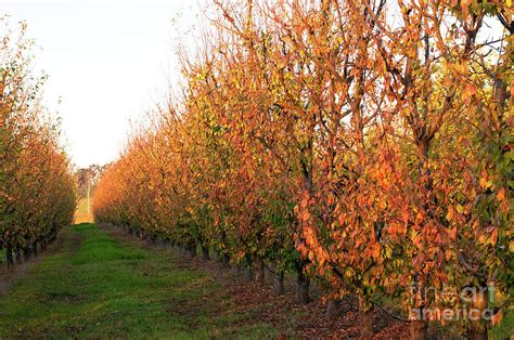 Autumn Orchard Photograph by Rick Piper Photography