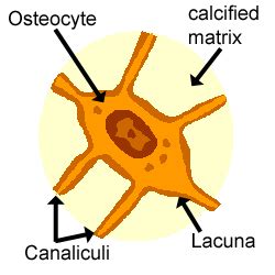 Cartilage, Bone & Ossification: The Histology Guide