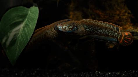 Channa Bleheri (Rainbow Snakehead) recently formed pair. Getting prepped for the breeding games ...