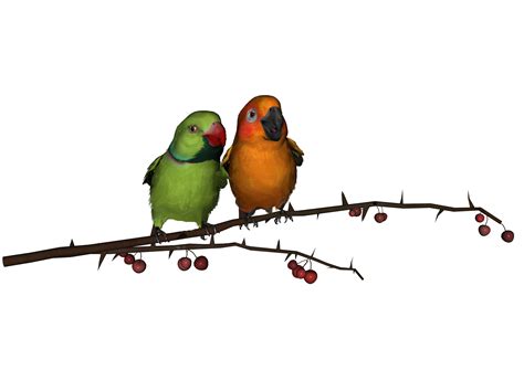 Love Birds PNG Transparent Images | PNG All