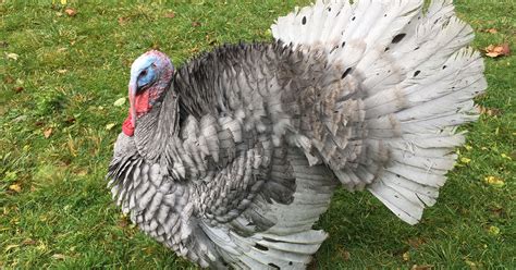 Blue Slate Turkey Breed & Care Guide - The Garden Magazine