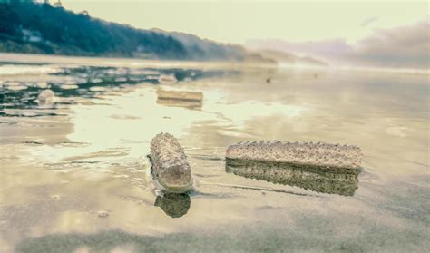 A 'sea pickle'? An animal that can grow to 60 feet long is washing up on the Oregon coast