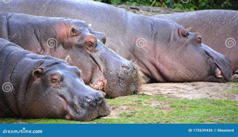 Hippopotamus Hippopotamus Amphibius Stock Photo - Image of gray, behavior: 175639436