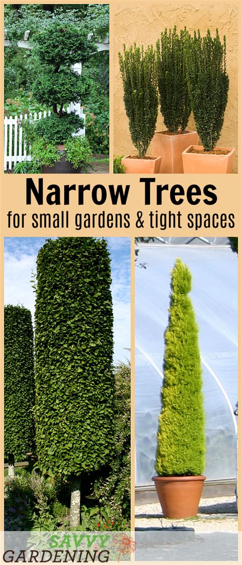 10 Narrow Trees for Small Gardens and Tight Spaces