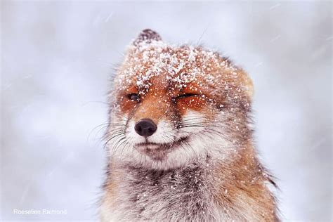 Enchanting Photographs Capture Red Foxes Covered in Snowflakes