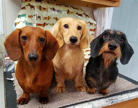 Dachshund Breeders Illinois