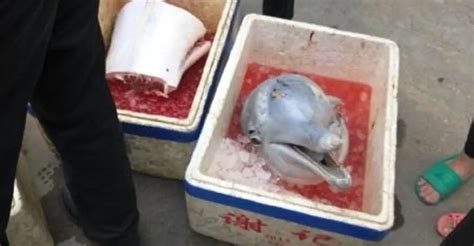 Chinese White Dolphin meat sold on street of Zhuhai