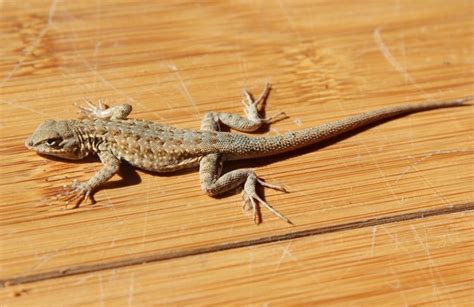 how to get rid of house lizards - Amber Smith