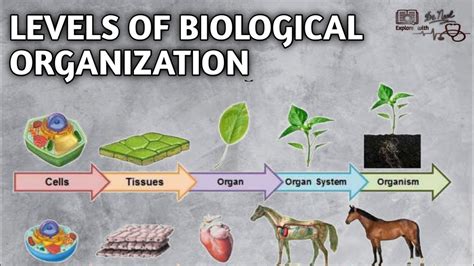 Science 7 Levels Of Biological Organizations The Spectrum Of Biological Organization – Otosection