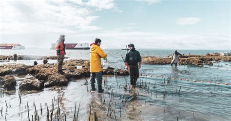 Great news: juvenile salmon moving through habitats reconnected after 100 years | Raincoast