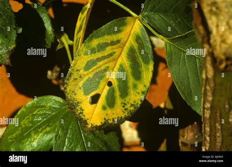 Chlorosis and other symptoms marking magnesium Mg deficiency on rose leaf Stock Photo - Alamy