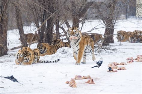 CHINA-HEILONGJIANG-HARBIN-HARIMAU SIBERIA-2 - wartabuana