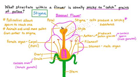 Flower Pollen Diagram