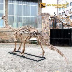 Diplodocus Skeleton | My Dinosaurs