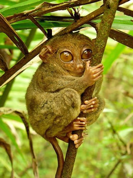 Picture 9 of 10 - Tarsier (Tarsius) Pictures & Images - Animals - A-Z ...