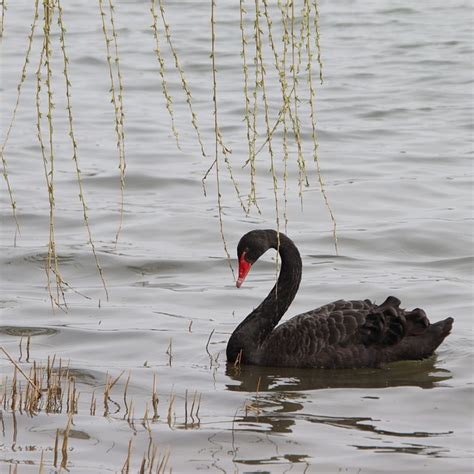 Swan Lake Black - Free photo on Pixabay - Pixabay