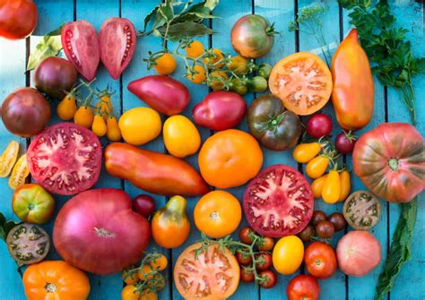 Hybrid vs Heirloom Tomatoes – Which is Better? - Tomato Bible