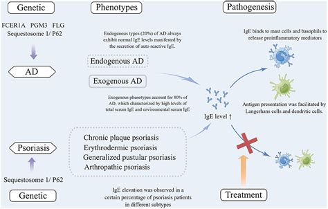 Frontiers | Elevation of IgE in patients with psoriasis: Is it a paradoxical phenomenon?