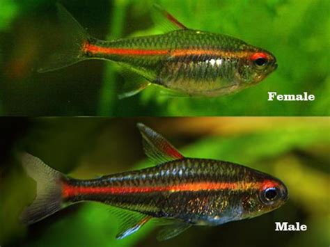 How to Breed Your own School of Glowlight Tetras | Tetra fish, Tropical ...