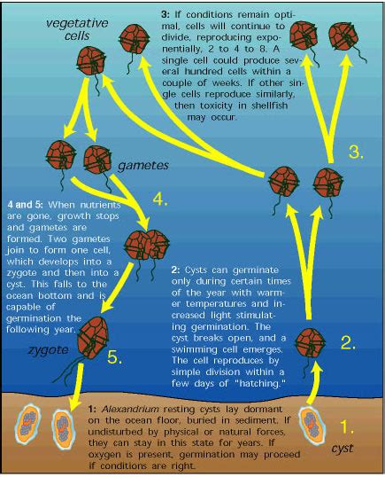 Impacts On Ecosystem And Algal Bloom Cycle