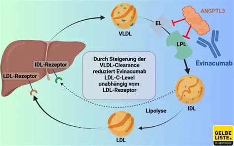 Evinacumab - Anwendung, Wirkung, Nebenwirkungen | Gelbe Liste