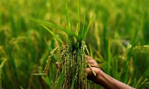 Government estimates kharif crop output at 140.57 MT in 2019-20