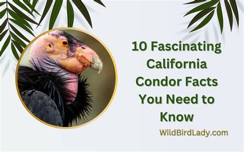 10 Fascinating California Condor Facts You Need to Know