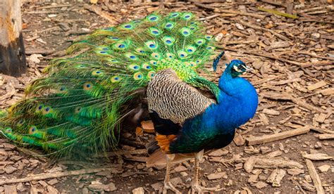 baby peacocks for sale in florida - mamievandorenphotos