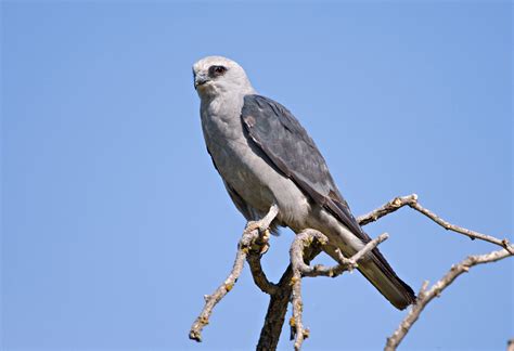 Mississippi Kite | Bird, Kite, Merlin bird