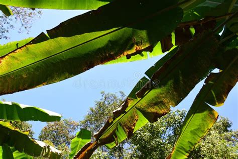 Plant Disease on a Banana Leaf Stock Photo - Image of chlorotic, nature ...