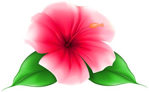 transparent background hibiscus flower clipart - Clip Art Library
