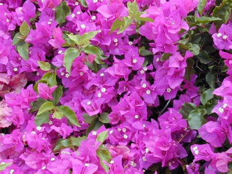 Bougainvillea Buttiana | PLANTS WHITSUNDAY