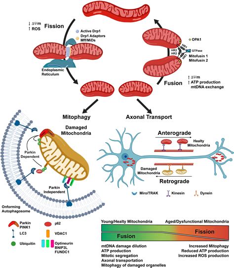 Frontiers | Do You Remember Mitochondria?