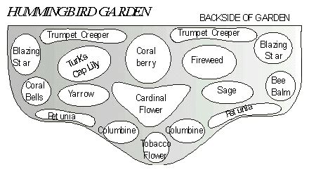 Hummingbird garden layout idea you need to provide cover, nesting material, and food thru life ...